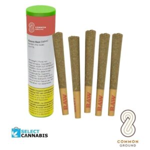 Guava Haze Minis